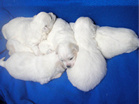 COTON DE TULEAR