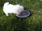 COTON DE TULEAR