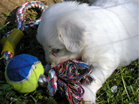 COTON DE TULEAR