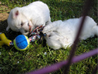 COTON DE TULEAR