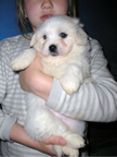 COTON DE TULEAR