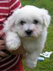 COTON DE TULEAR