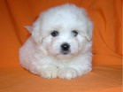 COTON DE TULEAR