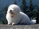 COTON DE TULEAR