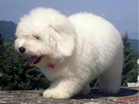 COTON DE TULEAR