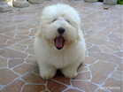 COTON DE TULEAR