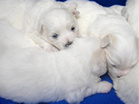 COTON DE TULEAR