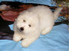 COTON DE TULEAR