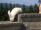 COTON DE TULEAR