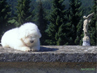 COTON DE TULEAR