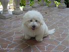 COTON DE TULEAR