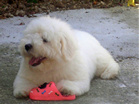 COTON DE TULEAR
