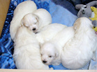 COTON DE TULEAR