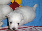 COTON DE TULEAR