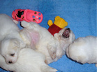 COTON DE TULEAR