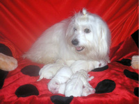 COTON de Tulear MLADIČKI