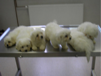 COTON de Tulear CEPLENJE MLADIČKOV LEGLA-A