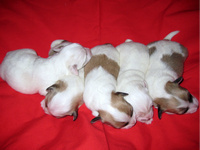 COTON de Tulear MLADIČKI