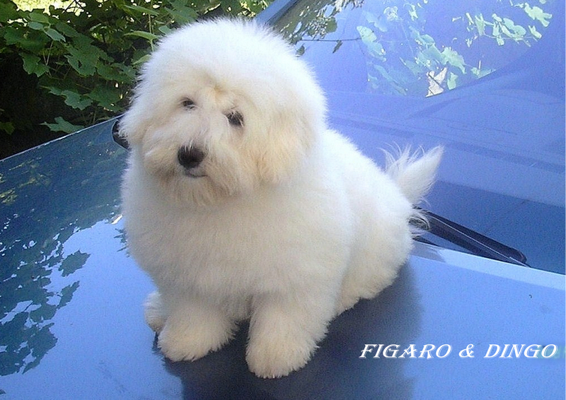 COTON de Tulear