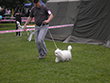 Pasja razstava COTON DE TULEAR