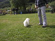 Pasja razstava COTON DE TULEAR