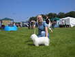Pasja razstava COTON DE TULEAR