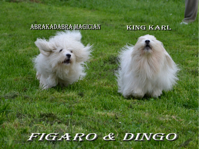 COTON de Tulear