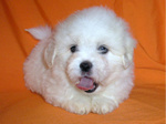 COTON DE TULEAR