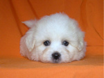 COTON DE TULEAR