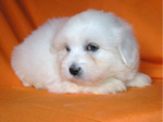 COTON DE TULEAR