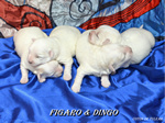 COTON DE TULEAR