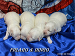 COTON DE TULEAR