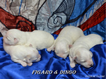 COTON DE TULEAR