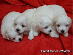COTON DE TULEAR