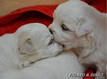 COTON DE TULEAR