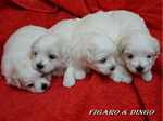 COTON DE TULEAR