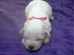 COTON DE TULEAR