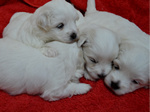 COTON DE TULEAR