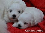 COTON DE TULEAR