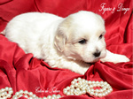 COTON DE TULEAR