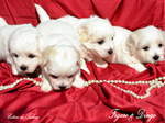 COTON DE TULEAR