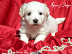 COTON DE TULEAR