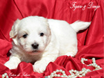 COTON DE TULEAR