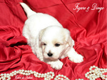 COTON DE TULEAR