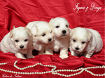 COTON DE TULEAR