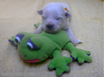 COTON DE TULEAR