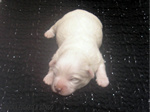 COTON DE TULEAR