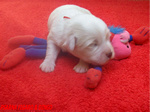 COTON DE TULEAR