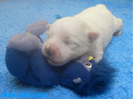 COTON DE TULEAR