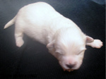 COTON DE TULEAR